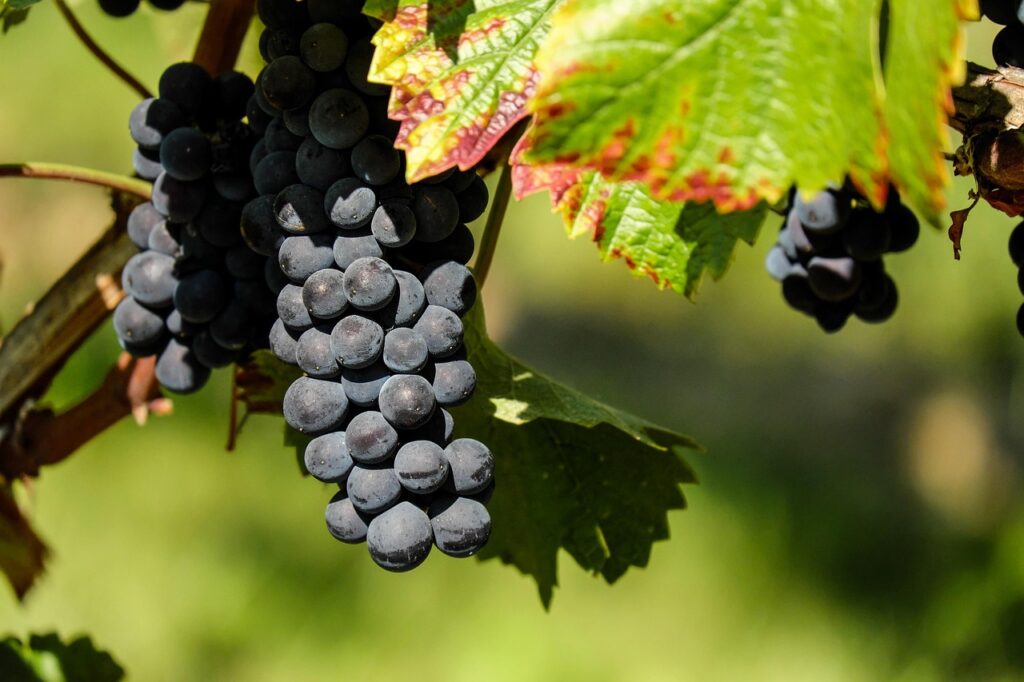 grapes, fruit, vine, plant, grapevine, winegrowing, viticulture, vineyard, nature, edible, organic, natural